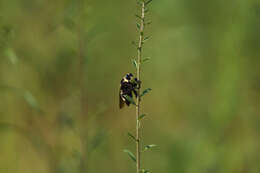 Imagem de Mallophora orcina (Wiedemann 1828)