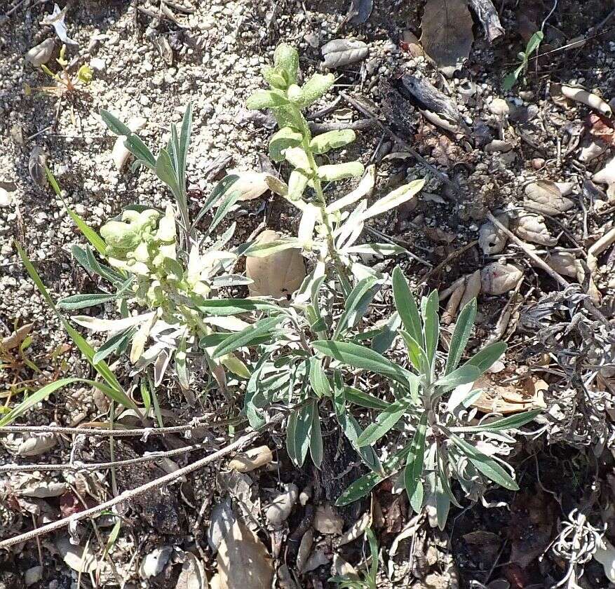 Image of California rockcress