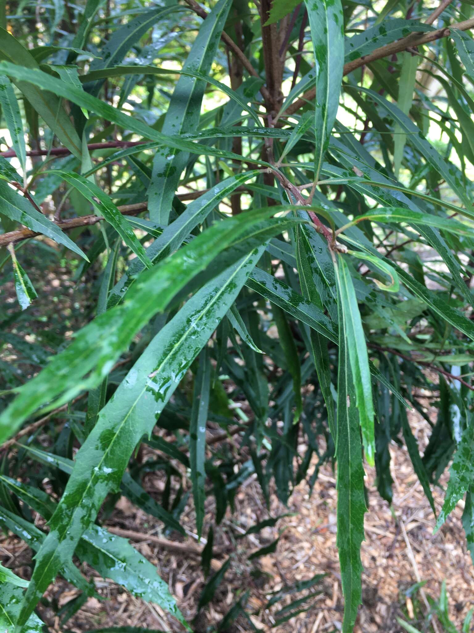 Lomatia myricoides (C. F. Gaertner) Domin的圖片