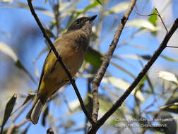 صورة Pachycephala pectoralis pectoralis (Latham 1801)