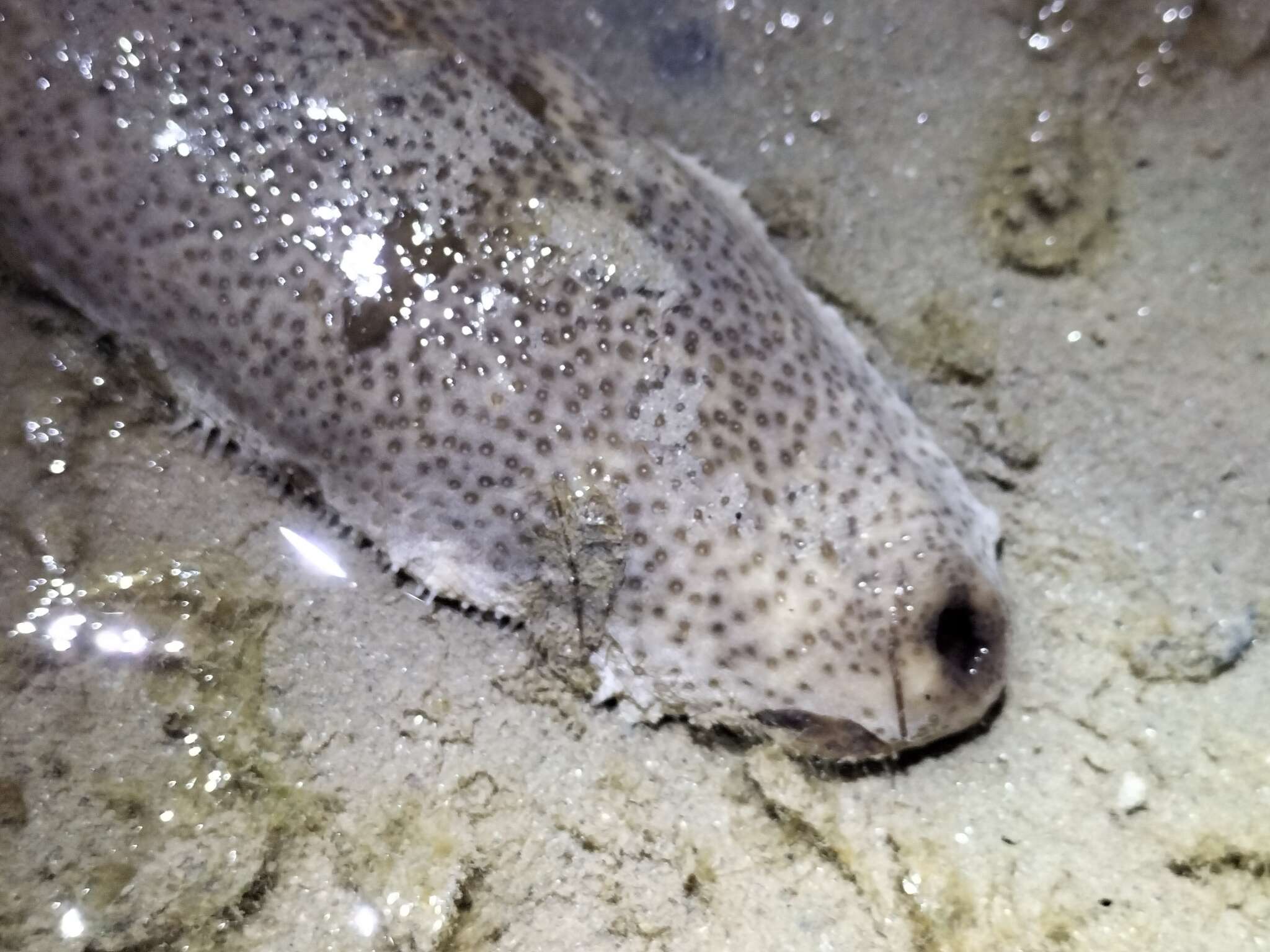 Image of Brown Sandfish