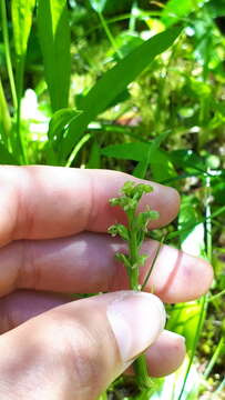 Image of Choriso Bog Orchid