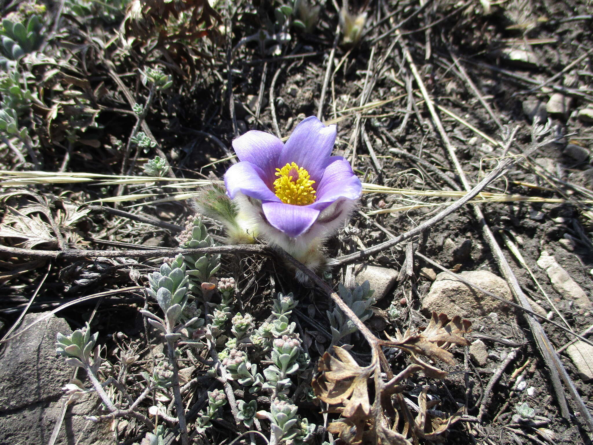 Imagem de Pulsatilla turczaninovii Krylov & Serg.