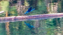 Image of Banded Agrion