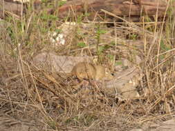 Image of Indian Desert Gerbil