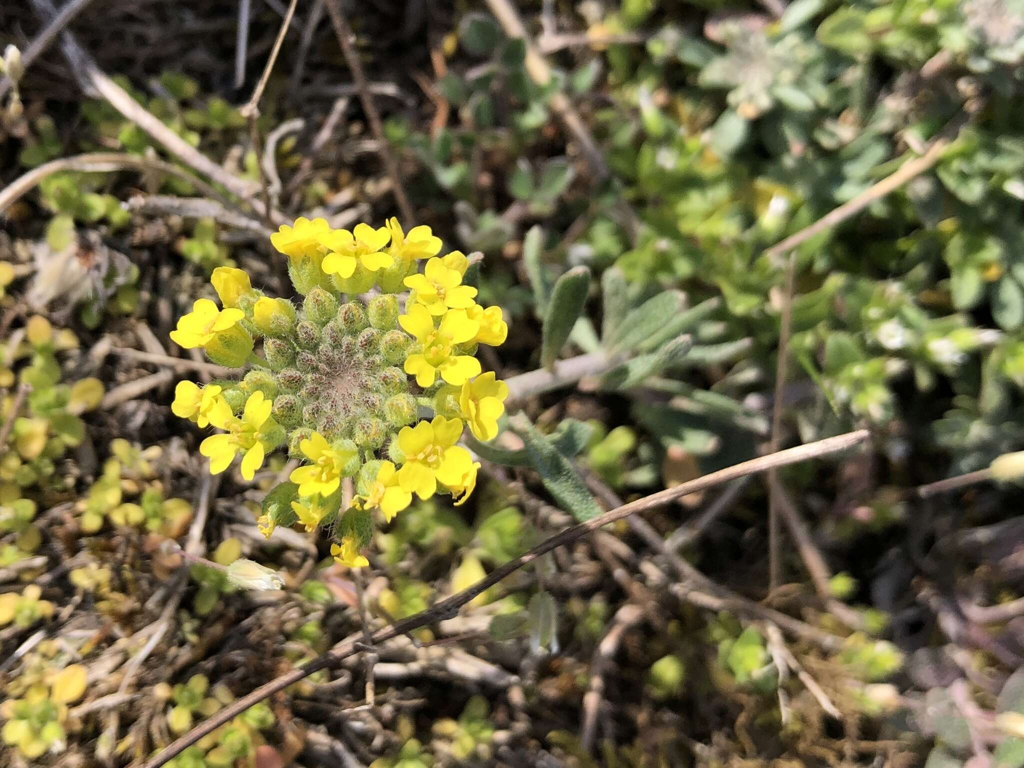 Image of Mountain Alyssum