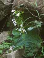 Image of Streptocarpus pusillus Harvey ex C. B. Clarke