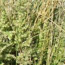 Sivun Poa bonariensis (Lam.) Kunth kuva