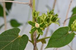 Image of Gonolobus stenosepalus (J. D. Sm.) R. E. Woodson