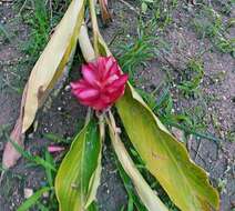 Imagem de Alpinia purpurata (Vieill.) K. Schum.