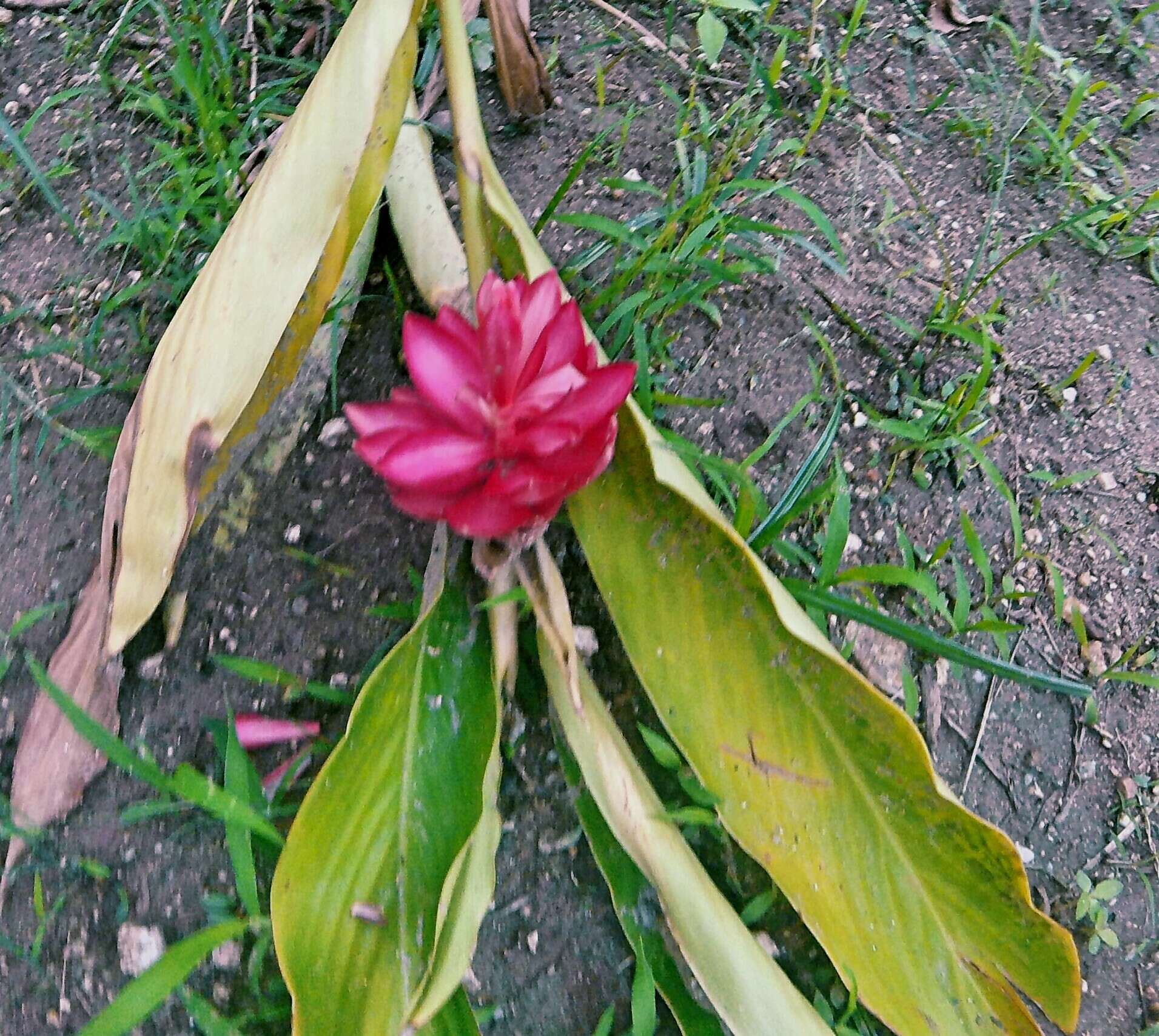 Image of red ginger