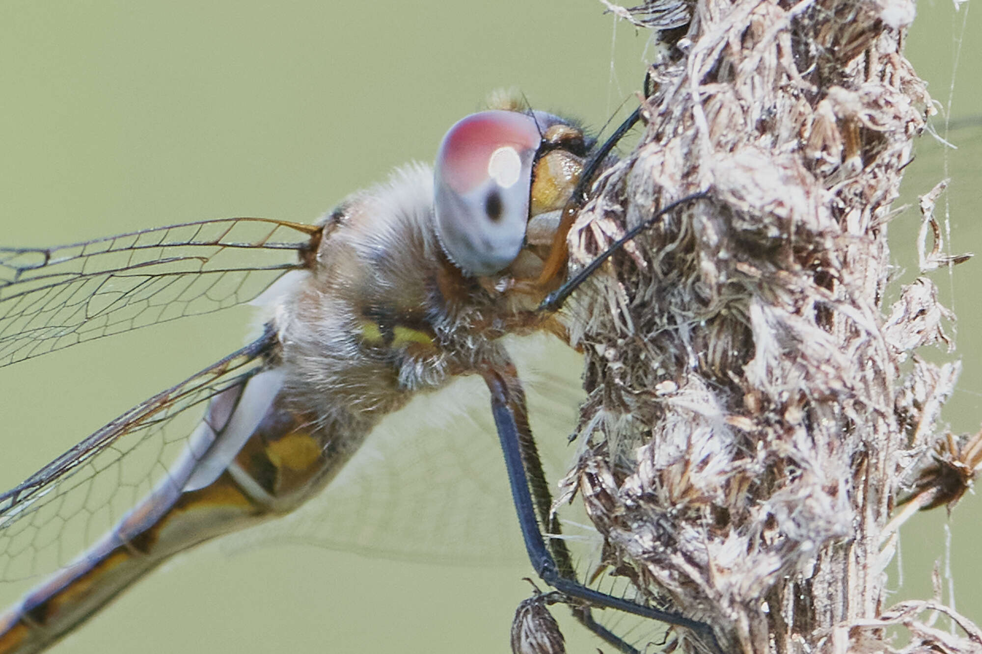 Image of Florida Baskettail