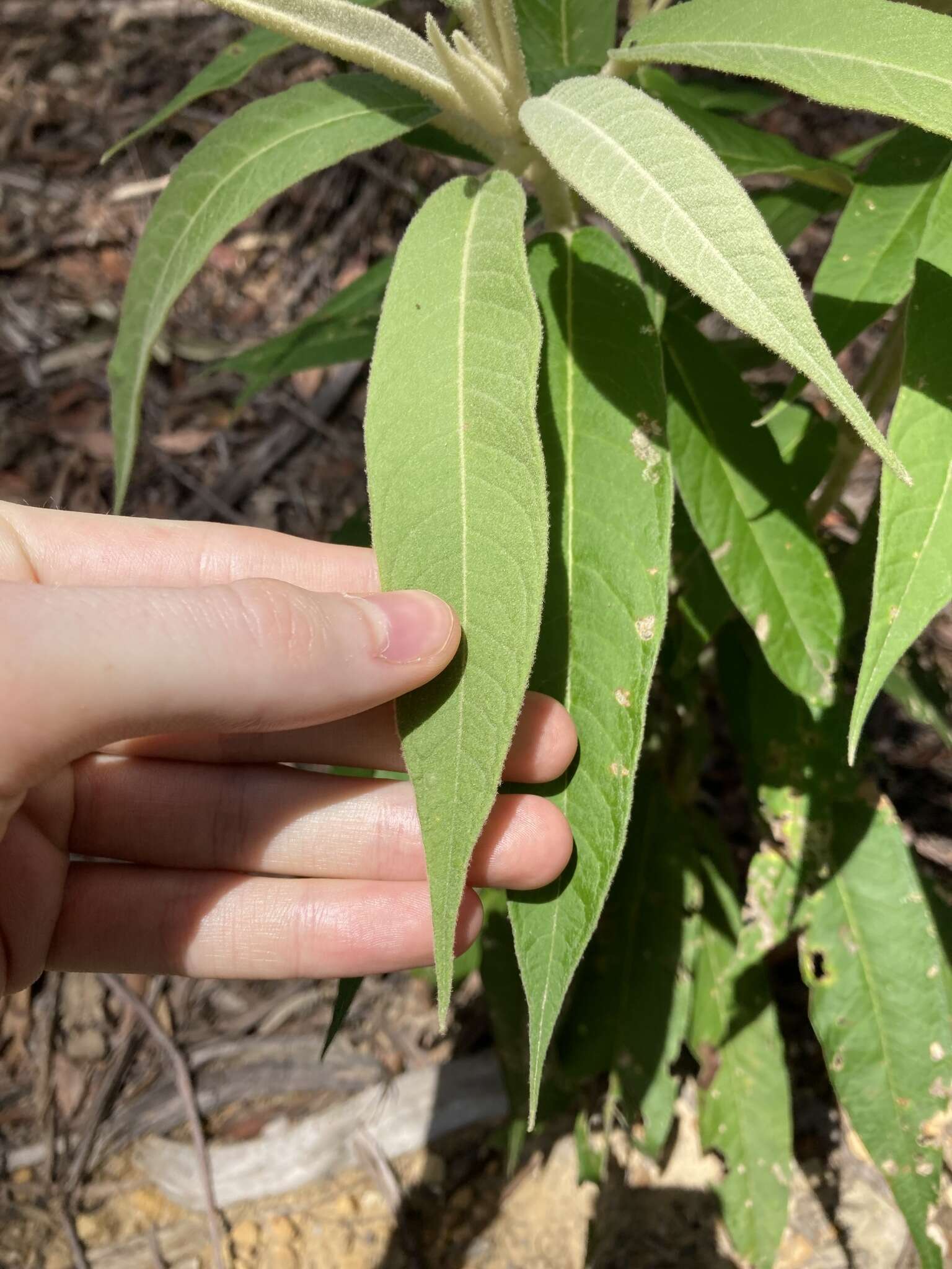 Image of Astrotricha floccosa DC.