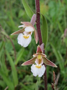 Image of Marsh Helleborine