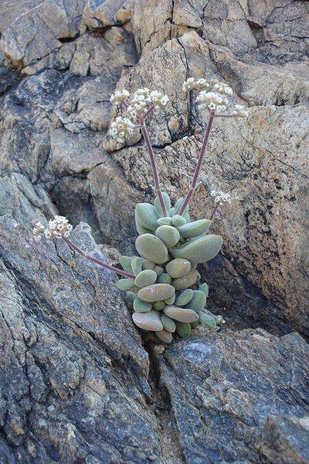 Sivun <i>Crassula <i>sericea</i></i> var. sericea kuva