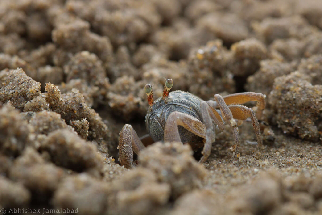 Image of Asian Soldier Crab