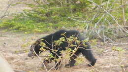 Image of Sri Lankan sloth bear