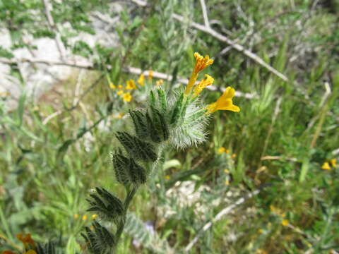 Image of common fiddleneck