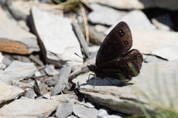 Image of Lefèbvre’s Ringlet