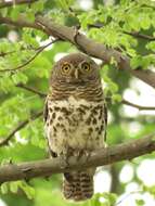 Image of Glaucidium capense ngamiense (Roberts 1932)