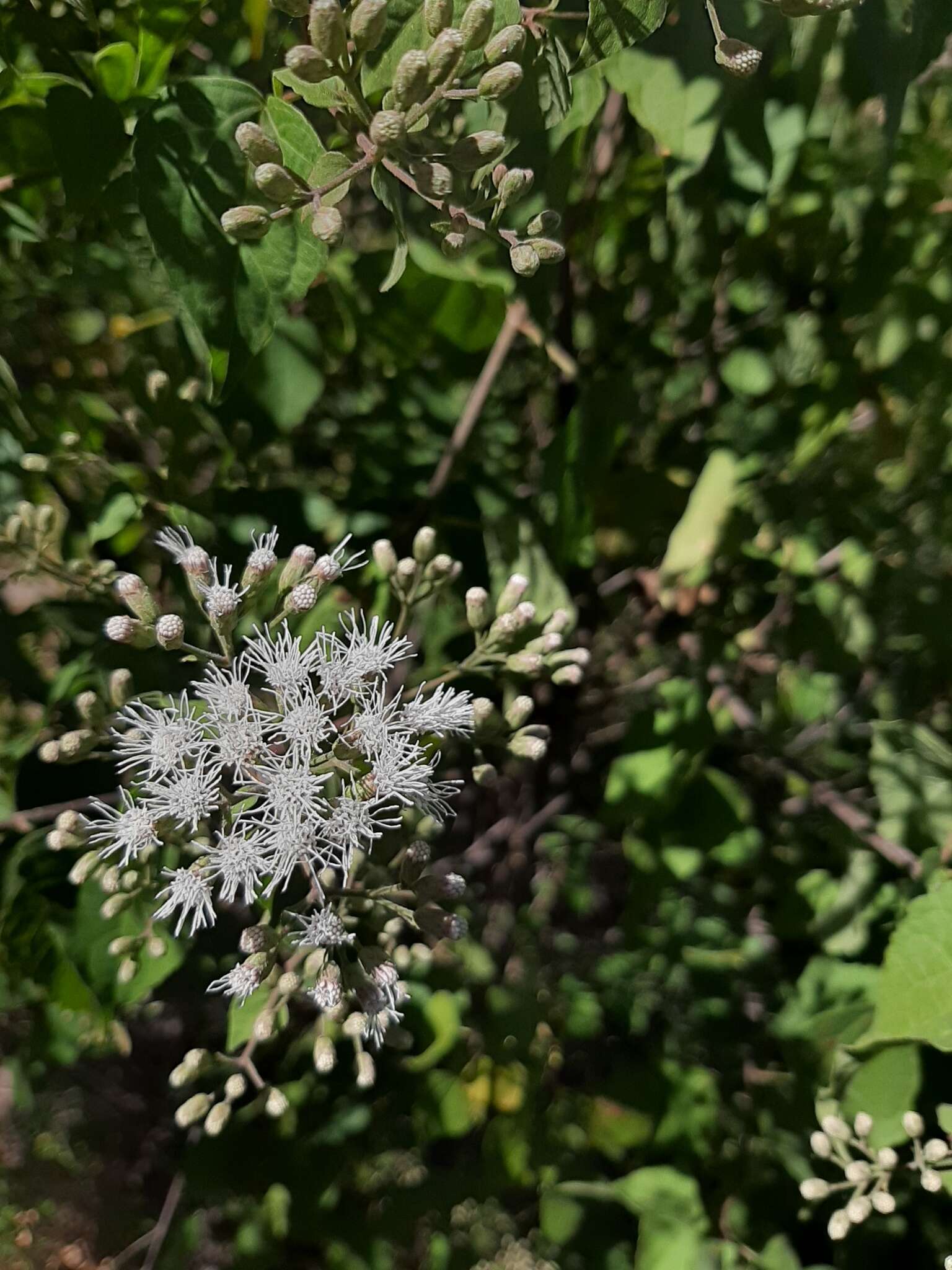 Sivun Chromolaena collina (DC.) R. King & H. Rob. kuva