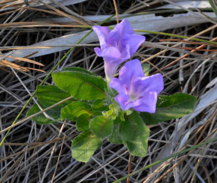 Image of Thickleaf Wild Petunia