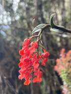 Image of Epidendrum ardens Kraenzl.