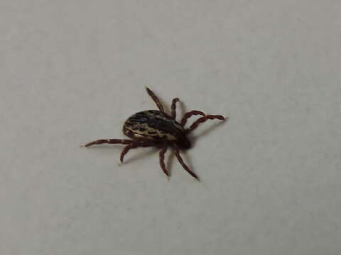 Image of American dog tick