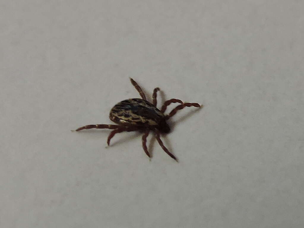 Image of American dog tick