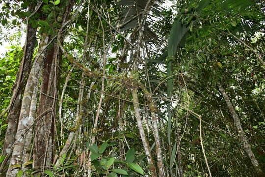 Image of Maxillaria weberbaueri Schltr.