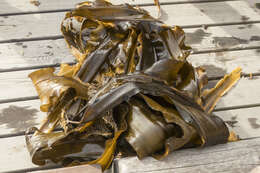 Image of Japanese kelp