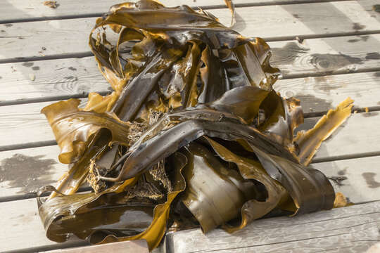 Image of Japanese kelp