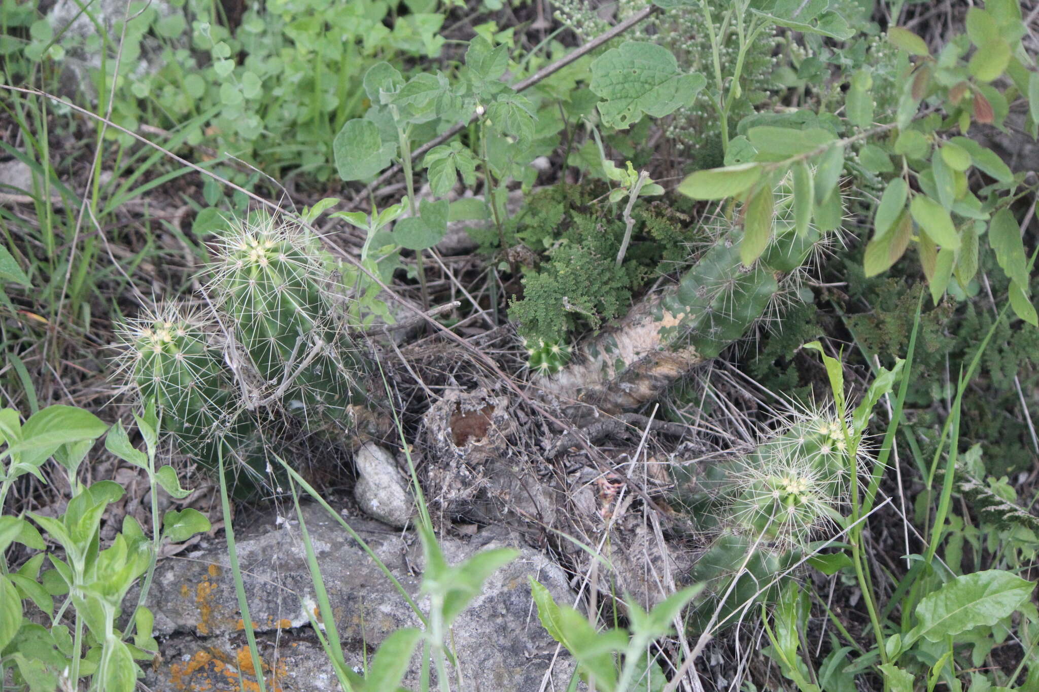 Image de Echinocereus cinerascens subsp. cinerascens