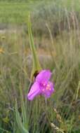 Слика од Tradescantia hirta D. R. Hunt