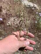 Image of Spring Mountain milkvetch