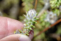 صورة Kogelbergia verticillata (Eckl. & Zeyh.) J. P Rourke