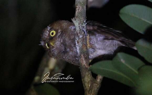 Image of Flores Scops Owl