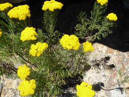 Image of Hymenolepis crithmifolia (L.) Greuter, M. V. Agab. & Wagenitz