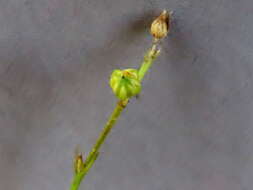 Image of Linum quadrifolium L.