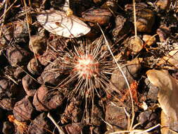 Image of Drosera petiolaris R. Br. ex DC.