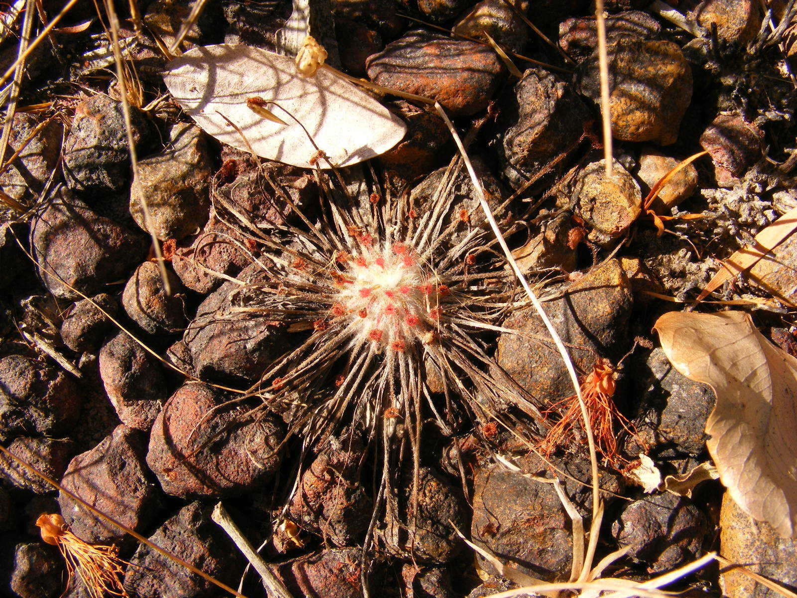 Image of Drosera petiolaris R. Br. ex DC.