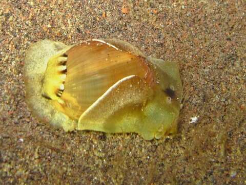 Image of white Pacific glassy-bubble