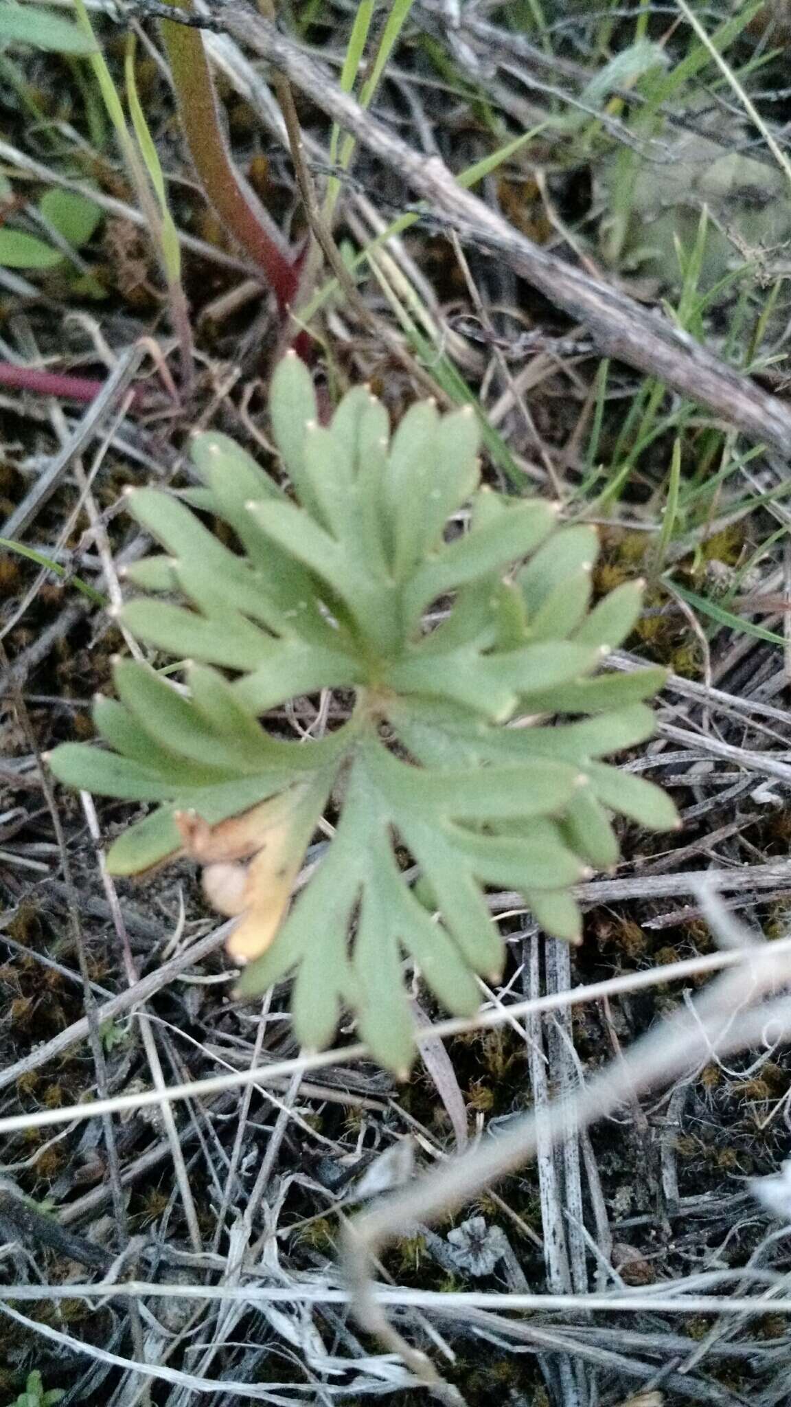 Image of little larkspur