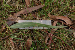 Image of Eucalyptus viminalis subsp. viminalis