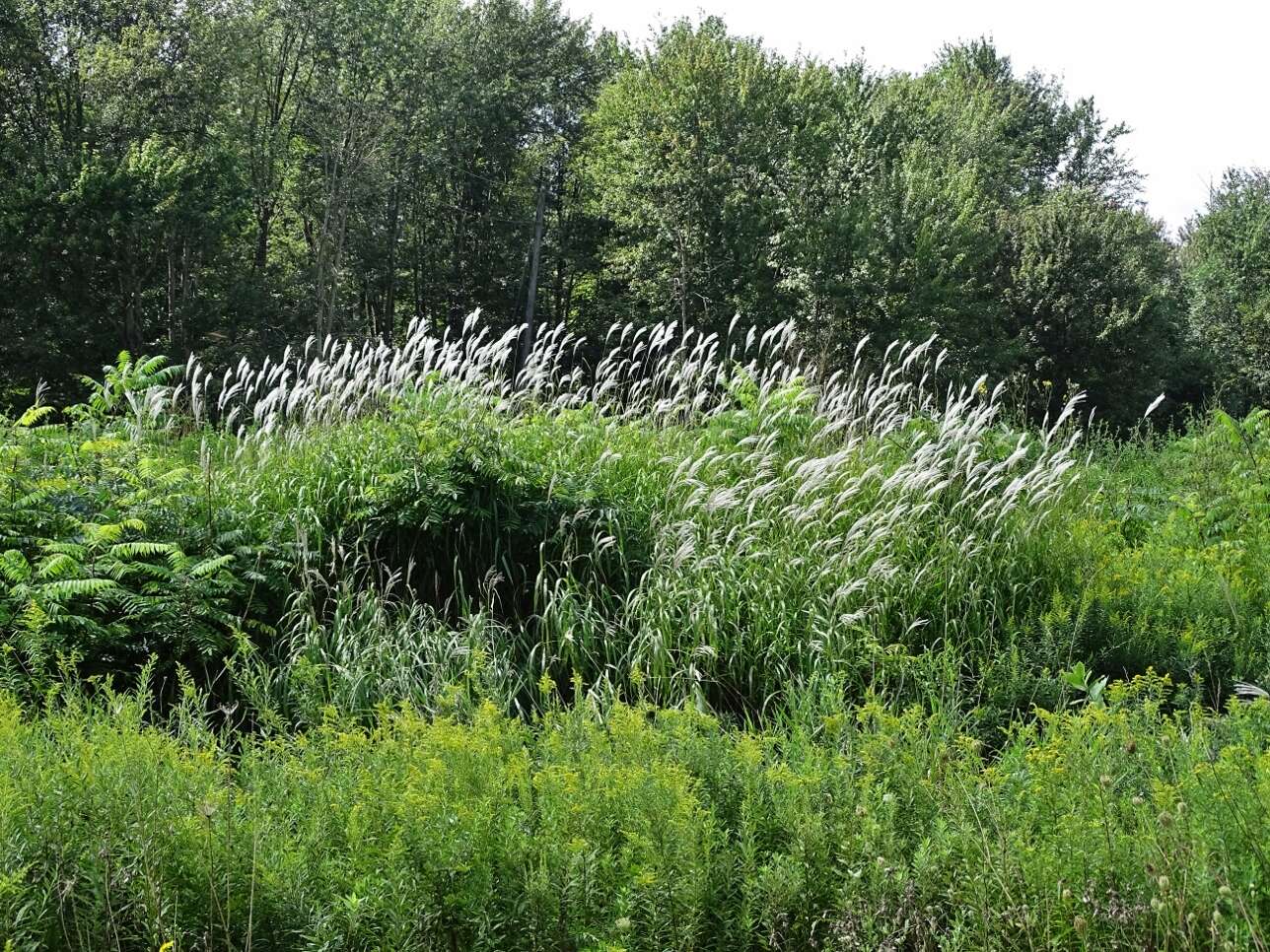 Imagem de Miscanthus sacchariflorus (Maxim.) Benth. & Hook. fil. ex Franch.