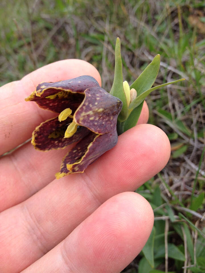 Image of checker lily