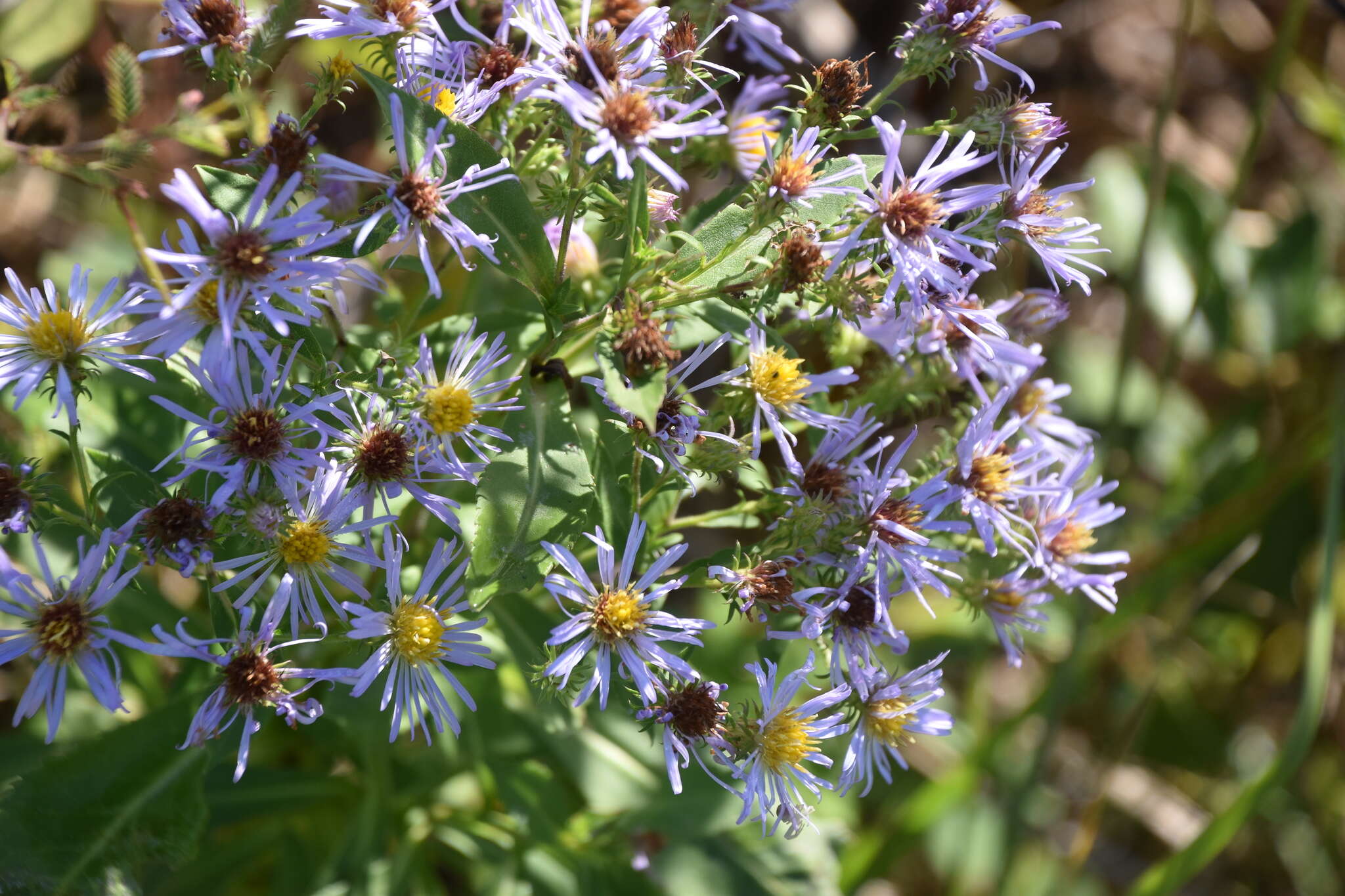 Image of Marsh American-Aster