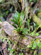 Image of Maxillaria uncata Lindl.