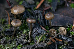 Image of Tephrocybe anthracophila (Lasch) P. D. Orton 1969