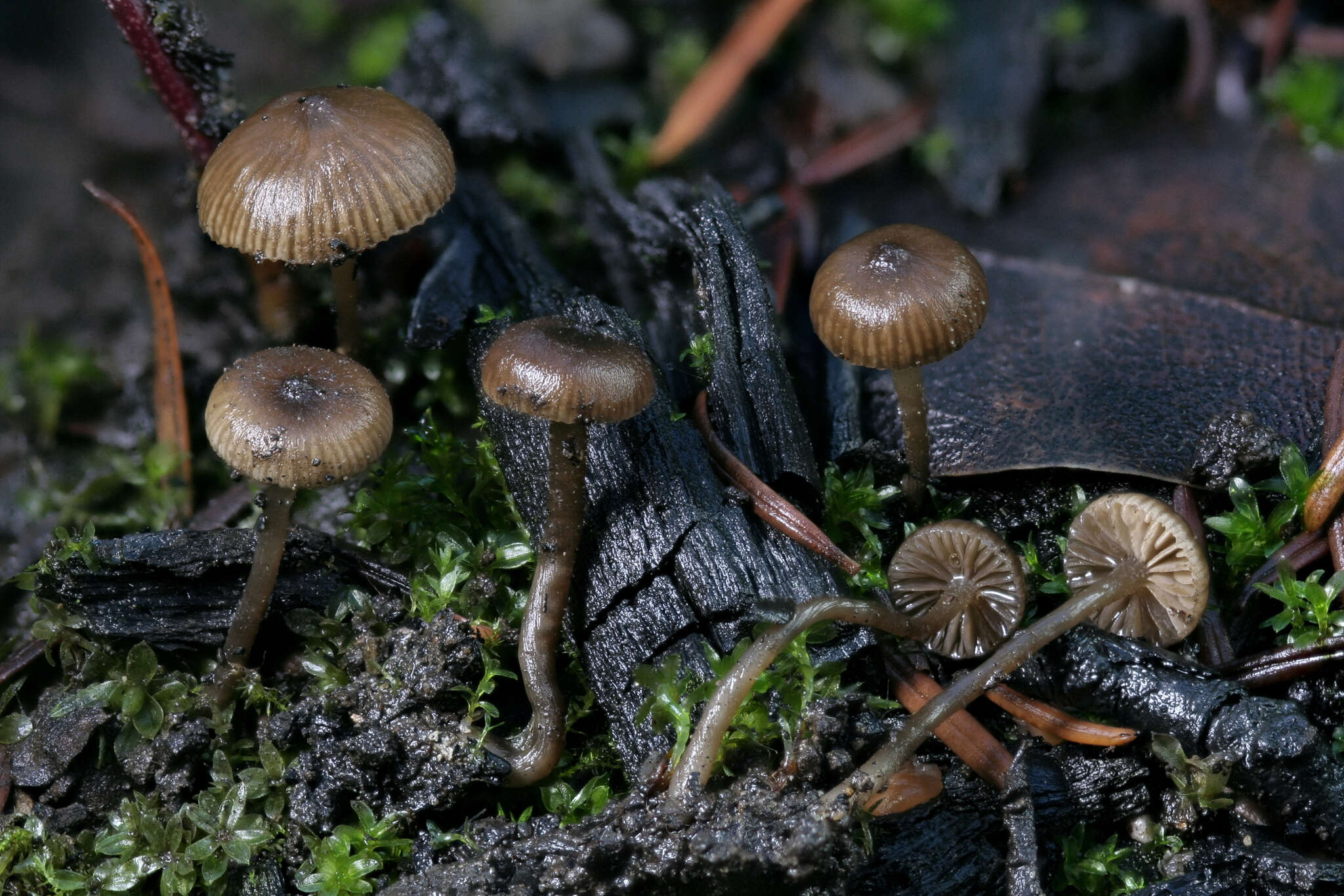 Слика од Tephrocybe anthracophila (Lasch) P. D. Orton 1969